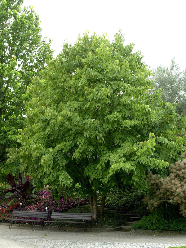 Davidia involucrata vilmoriniana, Taschentuchbaum