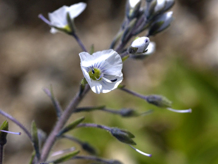 Veronica gentianoides, Enzian-Ehrenpreis