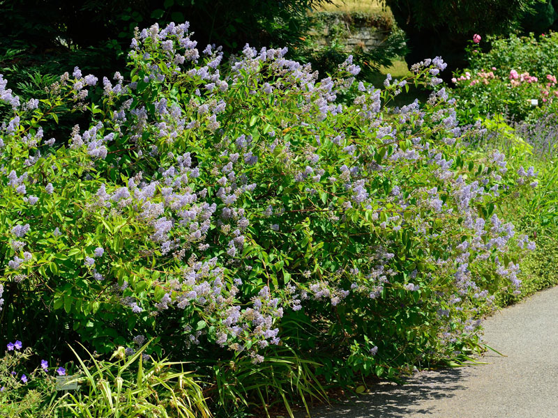 Ceanothus delilianus 'Gloire de Versailles', Blaue Säckelblume