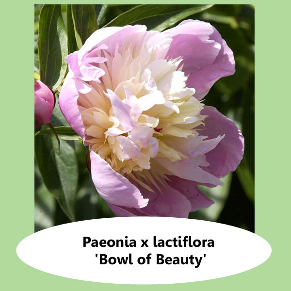 Paeonia Bowl of Beauty