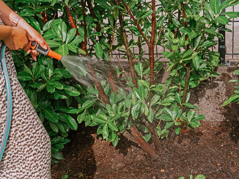 Strauch im Garten wird mit Wasserschlauch gegossen