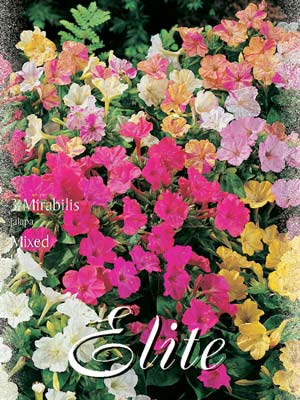 Wunderblume, Mischung, Mirabilis jalapa (Art.Nr. 521820)