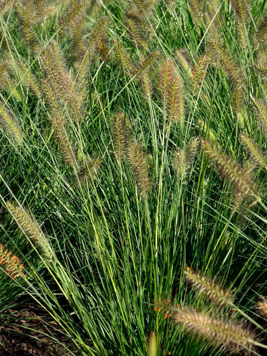 Pennisetum alopecuroides 'Compressum' (M), Lampenputzergras, Federborstengras