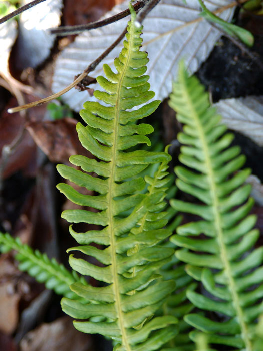 Blechnum spicant, Rippenfarn