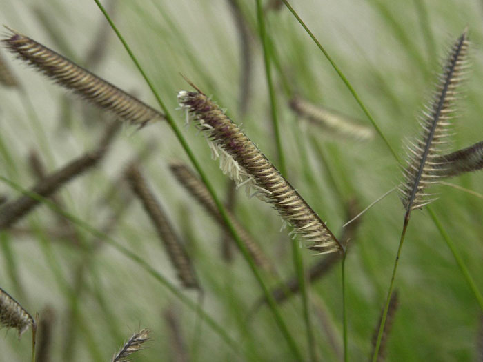 Bouteloua gracilis (M), Moskitogras,  Haar-Schotengras