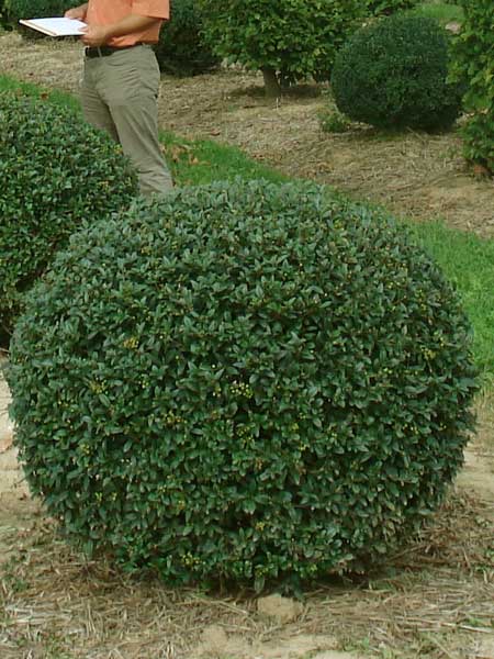 Ligusterkugel, Ligustrum vulgare atrovirens - XXL-Produkt