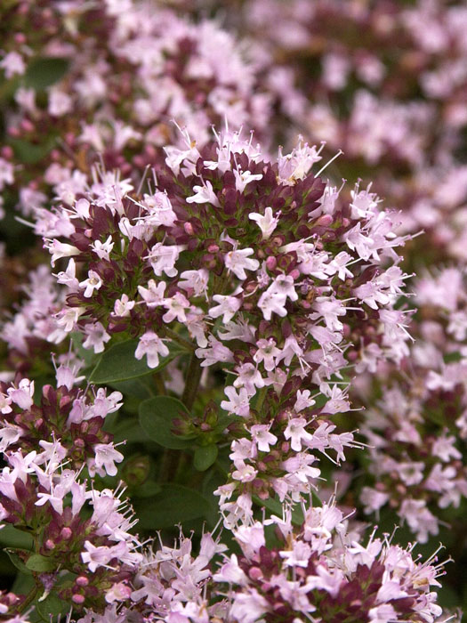 Zwerg-Oregano, Origanum vulgare 'Compactum'