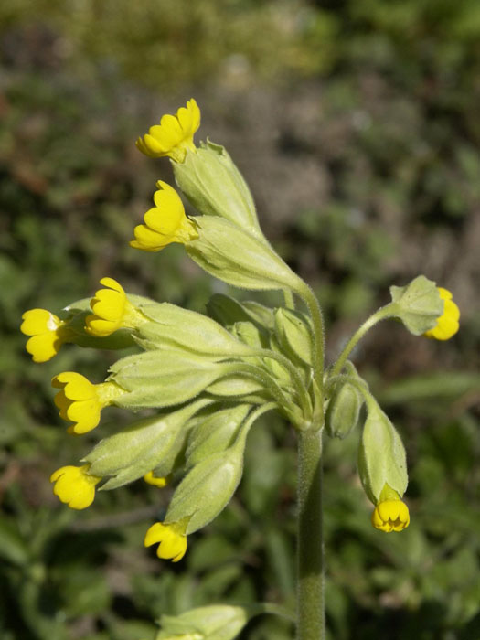 Primula elatior, Garten-Aurikel, Wald-Schlüsselblume