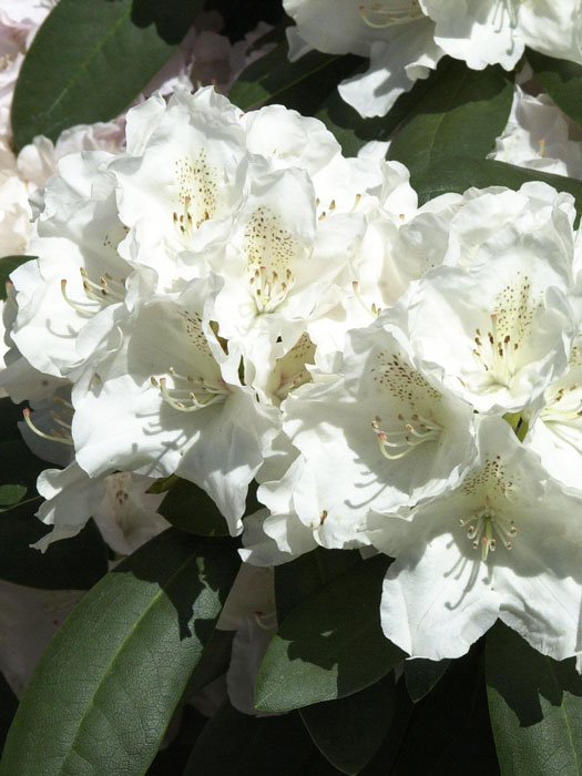 Rhododendron yak. 'Schneekrone' INKARHO®