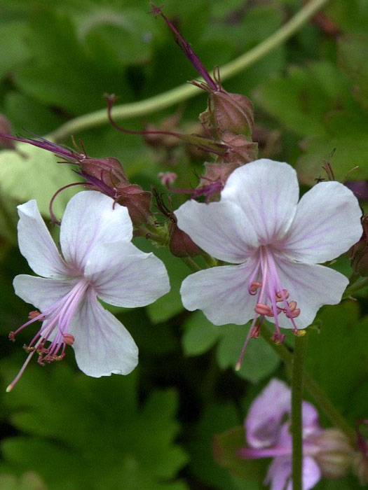 Blüte des Storchschnabels 'Biokovo'