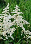 astilbe-brautschleier56d6fe9a66c21