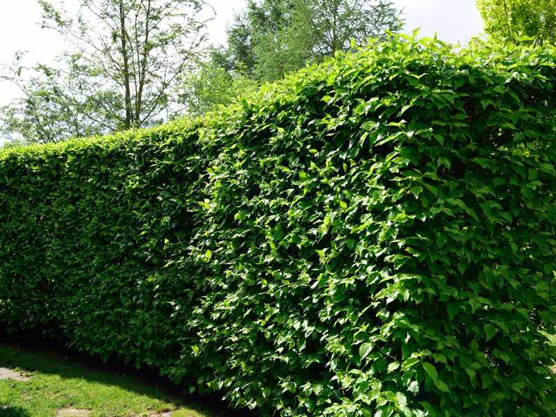 Kornelkirschen Hecke