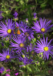 aster-veilchenkoenigin56d98d3b578b5