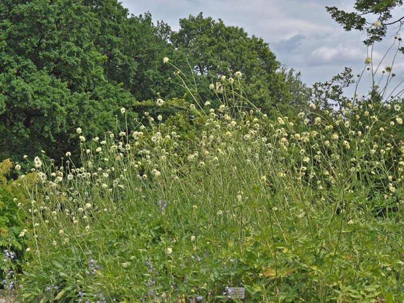 Cephalaria gigantea Staude auf einer Wiese