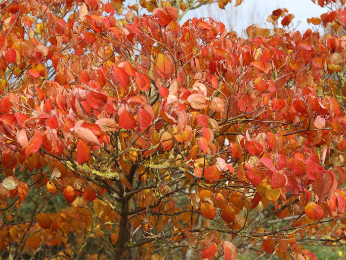 rot-orange Herbstfärbung des Japanischen Blumenhartriegels 'China Girl'