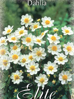 Topmix-Dahlie 'White', Dahlia (Art.Nr. 520616)