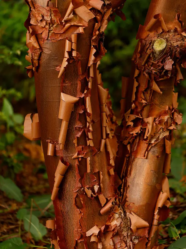 Acer griseum, Zimtahorn - Hochstamm