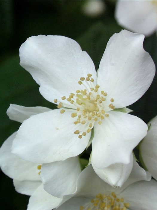 Bauernjasmin Einzelblüte