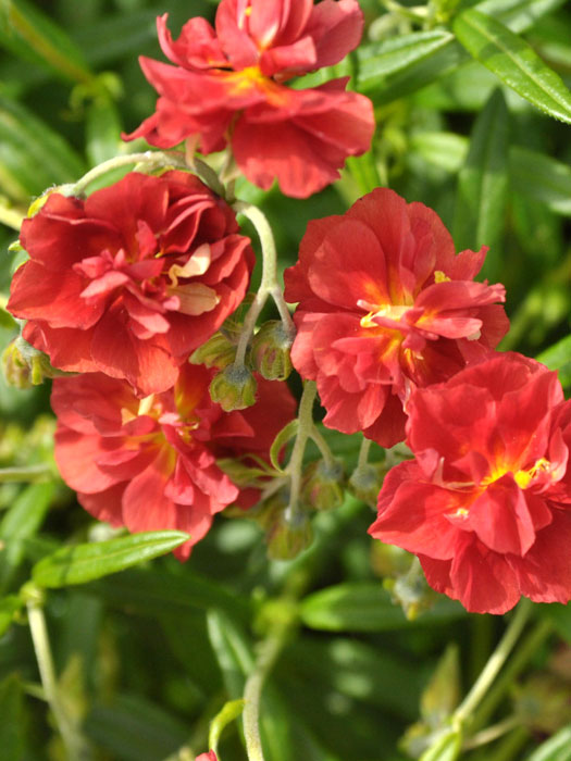 Blüten des Garten-Sonnenröschens