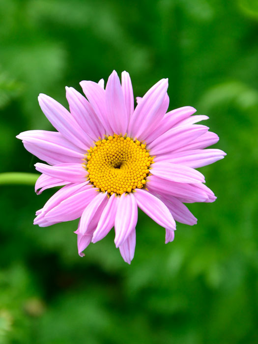 Tanacetum coccineum 'Robinson's Rosa', Bunte Margerite, Wucherblume, Rosa Margerite