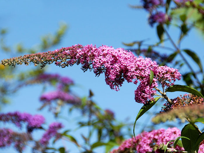 Blüte des Sommerflieders 'Pink Delight'