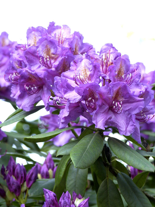 Rhododendron 'Lee's Dark Purple'