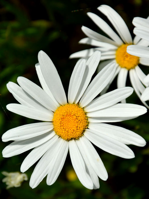 Leucanthemum x superbum 'Silberprinzesschen', Niedrige Sommer-Margerite