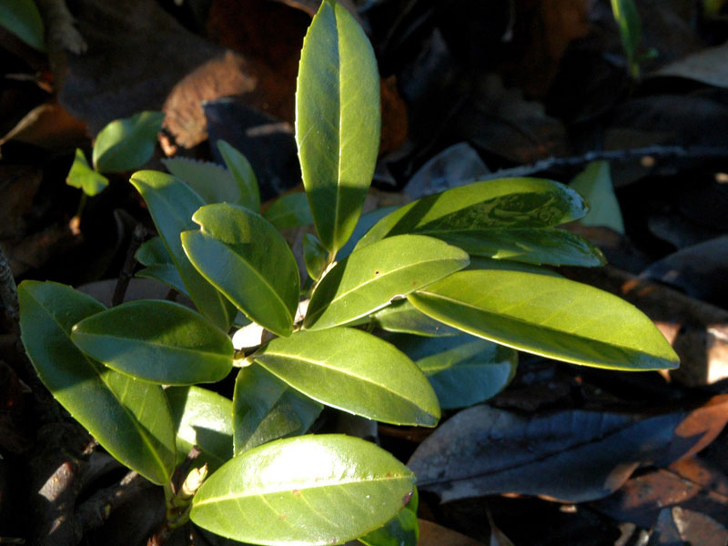 Prunus laurocerasus 'Mount Vernon', Bodendecker-Kirschlorbeer