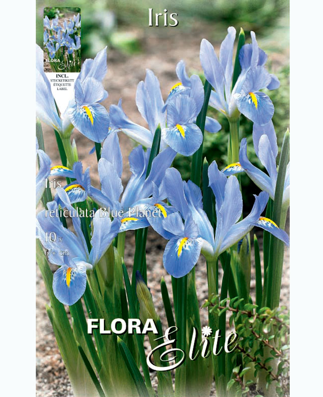 Zwergiris 'Blue Planet', Iris reticulata (Art.Nr. 5968770)