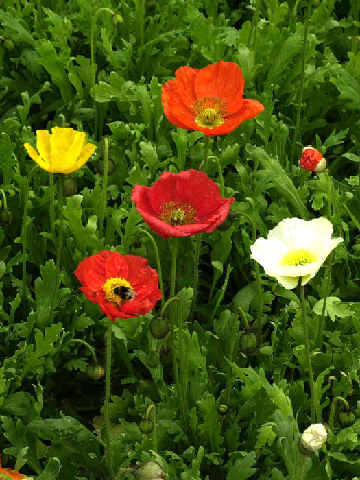 Papaver nudicaule 'Gartenzwerg', Island-Mohn