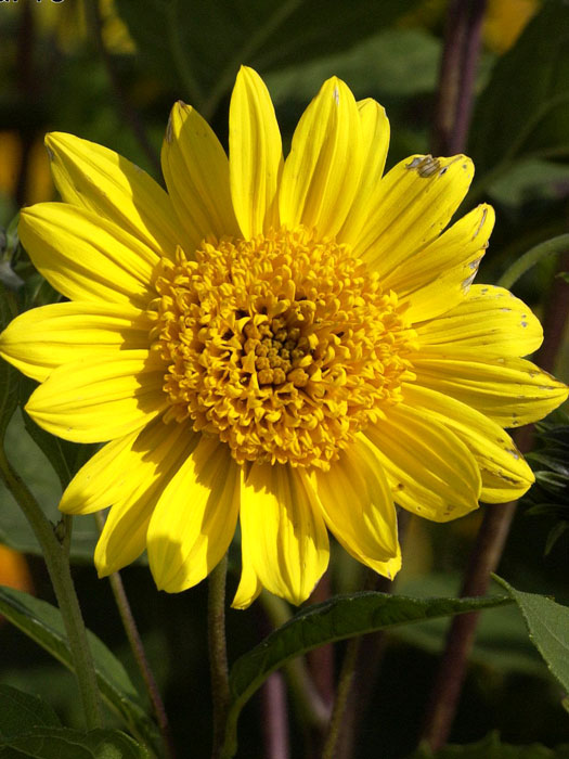 Helianthus decapetalus 'Capenoch Star', Stauden-Sonnenblume