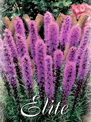 Prachtscharte 'Purple', Liatris spicata (Art.Nr. 521640)