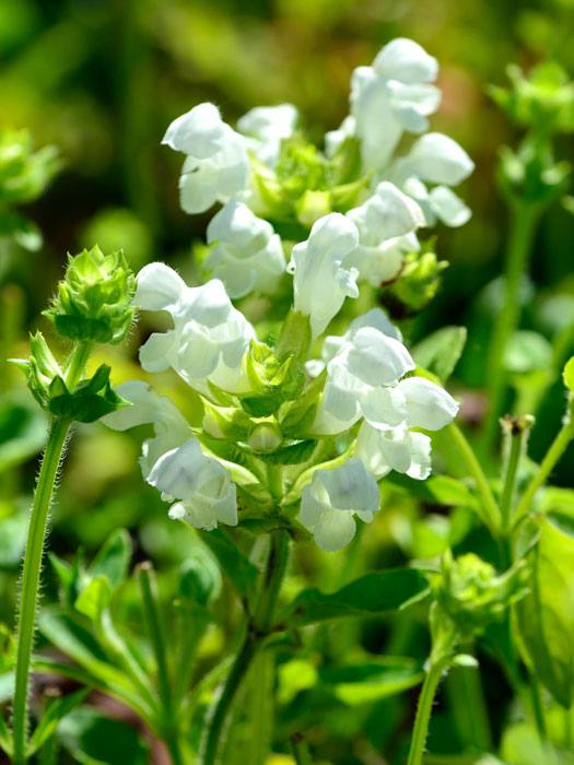 Prunella grandiflora 'Alba', Große weiße Braunelle