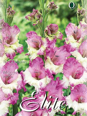 Schmetterlings-Gladiole 'Maggie', Gladiolus (Art.Nr. 521352)