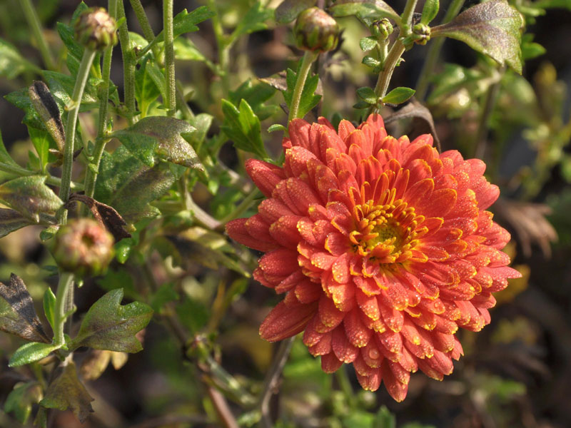 Nahaufnahme der roten Blüte von Chrysanthemum Rumpelstilzchen