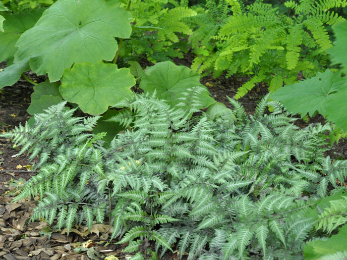 Athyrium niponicum 'Metallicum', Japanischer Regenbogenfarn, Brokatfarn