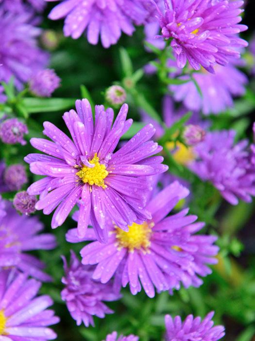 Aster novae-angliae 'Violetta', Raublatt-Aster