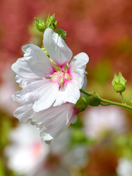 Lavatera olbia 'Baby Barnsley', Buschmalve