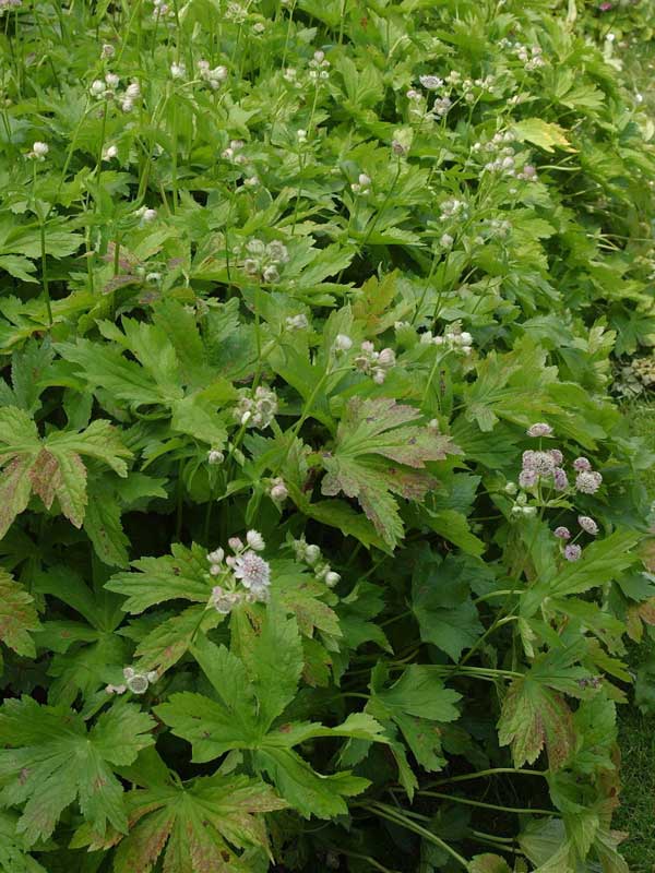 Nahaufnahme von Blättern und Blüten der Großen Sterndolde