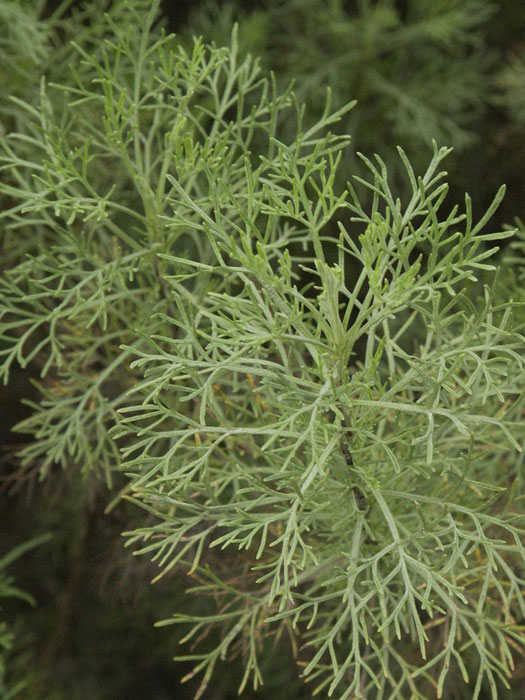 Colastrauch, Kampfer-Eberraute, Artemisia camphorata