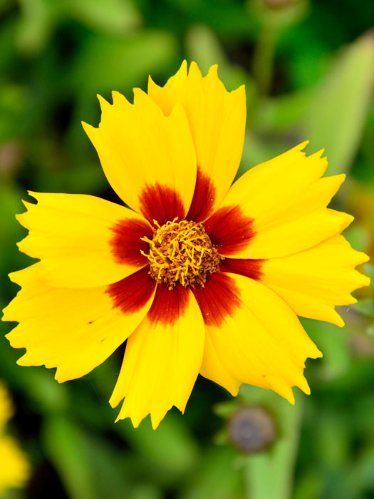 Coreopsis lanceolata 'Sterntaler', Kleines Mädchenauge