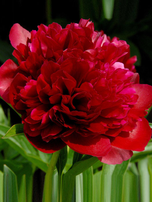 Paeonia officinalis 'Rubra Plena', echte Bauern-Pfingstrose