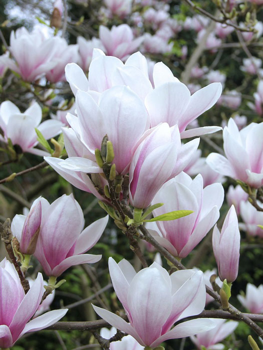 Tulpen-Magnolie Blüte