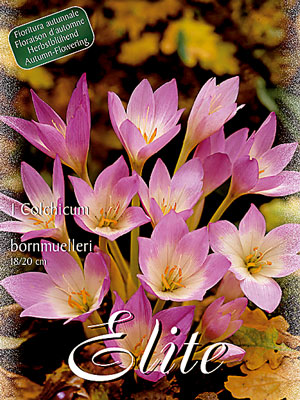 Herbstzeitlose 'Bornmuelleri', Colchicum (Art.Nr. 596564)