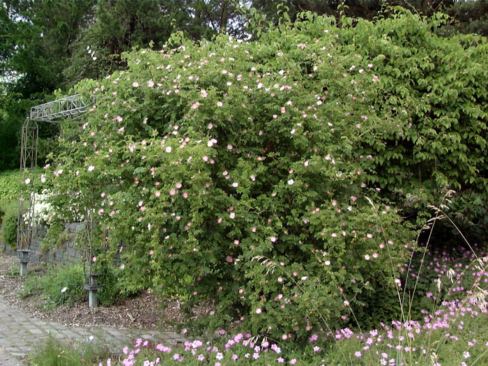 Rosa rubiginosa, Weinrose