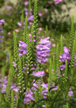 physostegia-bouquet-rose56d97b204ddff