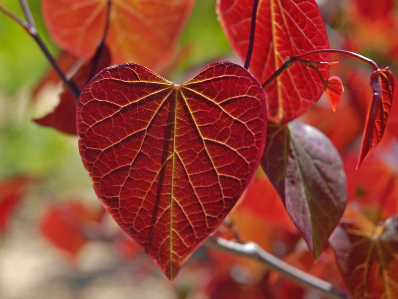 Cercis canadensis 'Forest Pansy', Kanadischer Judasbaum - Hochstamm