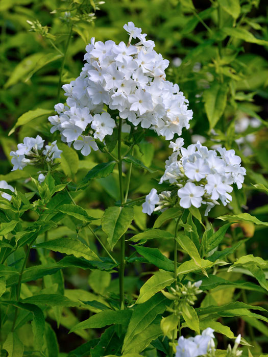 Phlox paniculata 'David' (M), Flammenblume, Sommerphlox