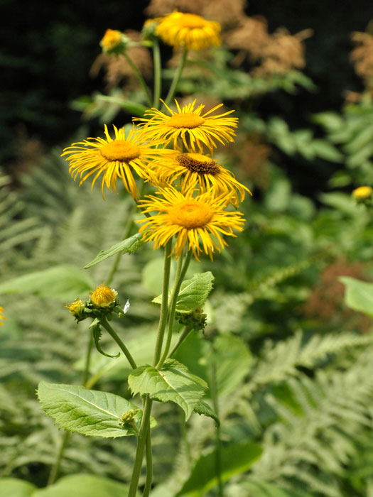 Telekia speciosa, Großblumiger Schein-Alant, große Telekie