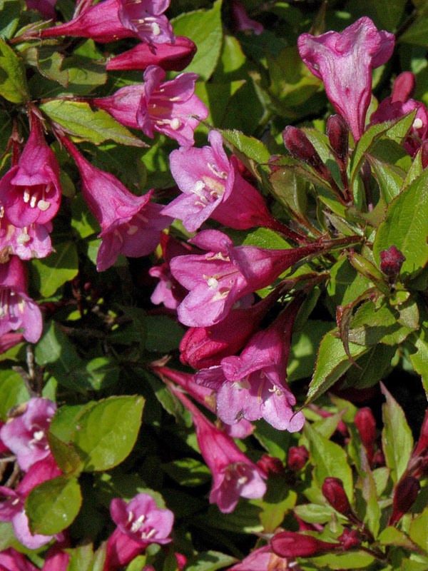 Weigela 'Minuet', Niedrige Weigelie